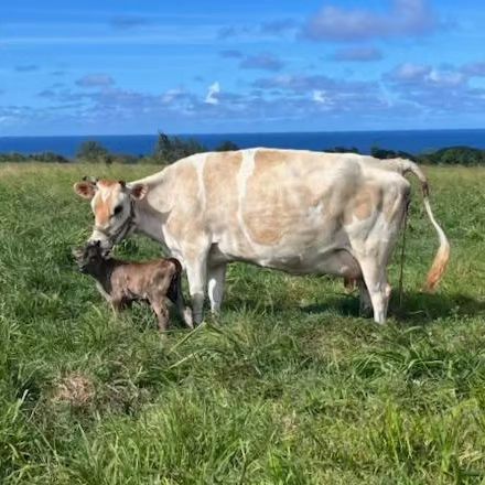 our new dairy cow brownie